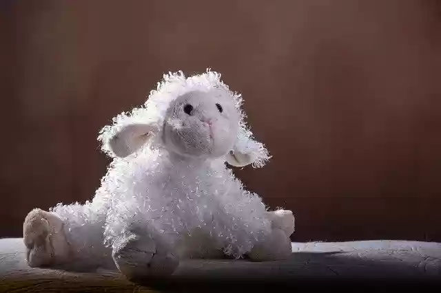 Free download Sheep Doggie White -  free photo or picture to be edited with GIMP online image editor