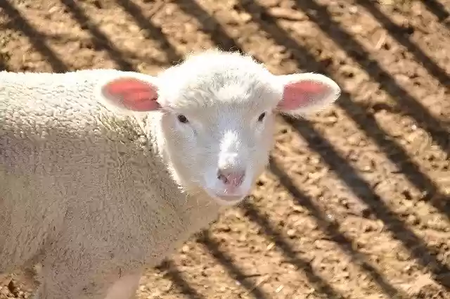 Free download Sheep Farm Animals -  free photo or picture to be edited with GIMP online image editor