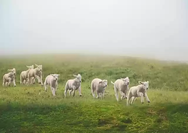 Free download sheep field meadow green herd fog free picture to be edited with GIMP free online image editor