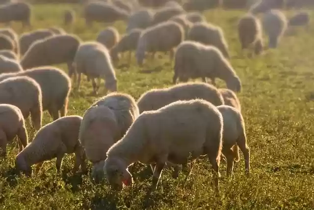 Free download sheep flock lambs animals graze free picture to be edited with GIMP free online image editor