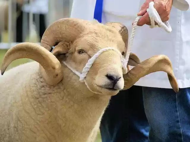 Безкоштовно завантажте безкоштовний фотошаблон Sheep Horns White для редагування в онлайн-редакторі зображень GIMP