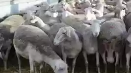 הורדה חינם של כבשים כבשים, סרטון חינמי לעריכה עם עורך וידאו מקוון של OpenShot