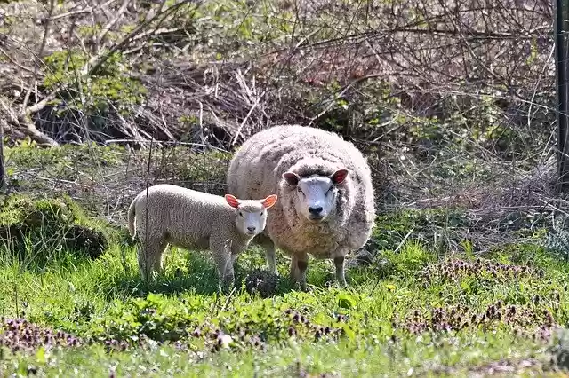 Free download Sheep Lamb Spring -  free photo or picture to be edited with GIMP online image editor