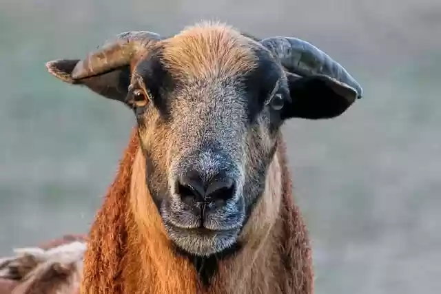 Free download sheep mutton animal cameroon sheep free picture to be edited with GIMP free online image editor