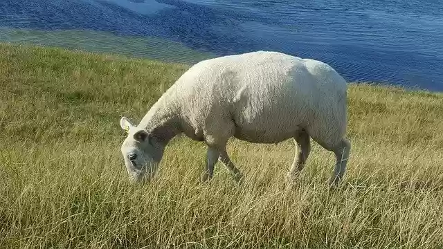 Free download Sheep North Sea Grass -  free free photo or picture to be edited with GIMP online image editor