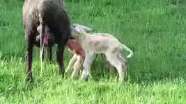 Free download Sheep Pasture Boy -  free video to be edited with OpenShot online video editor