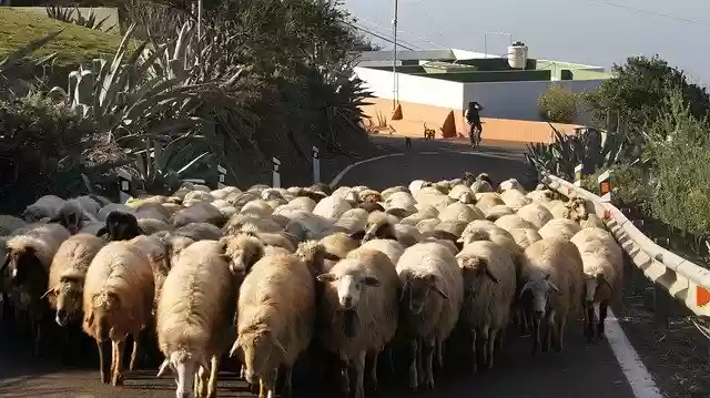 Free download Sheep Road Gran Canaria -  free photo or picture to be edited with GIMP online image editor