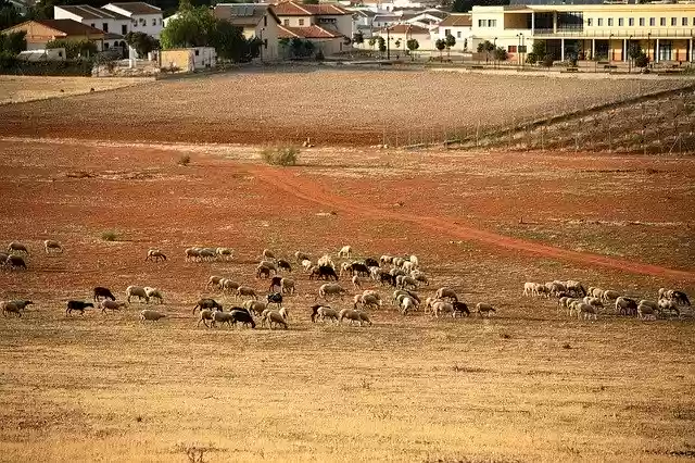 Free download Sheep Sheepfold Farm -  free photo or picture to be edited with GIMP online image editor