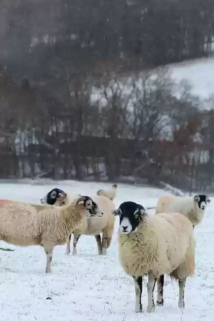 Free download sheep snow white animal nature free picture to be edited with GIMP free online image editor