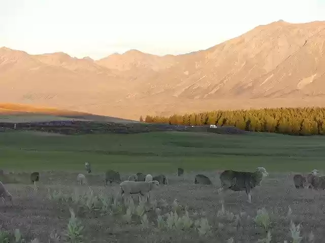 Free download Sheep Sunset Mountains -  free photo or picture to be edited with GIMP online image editor