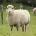 Sheep: The Gentle and Valuable Farm Animal  screen for extension Chrome web store in OffiDocs Chromium