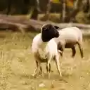 Sheep trimmed their feathers  screen for extension Chrome web store in OffiDocs Chromium