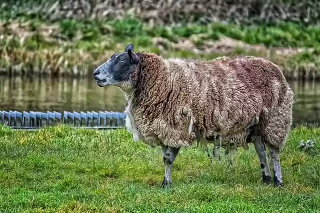 Free download sheep wool water grass pasture free picture to be edited with GIMP free online image editor
