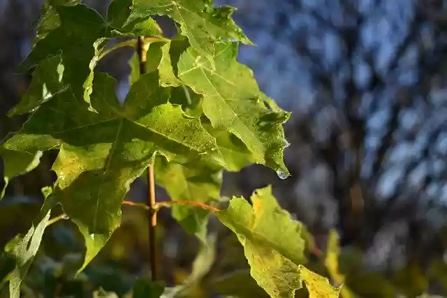 Free download Sheet Autumn Water -  free free photo or picture to be edited with GIMP online image editor