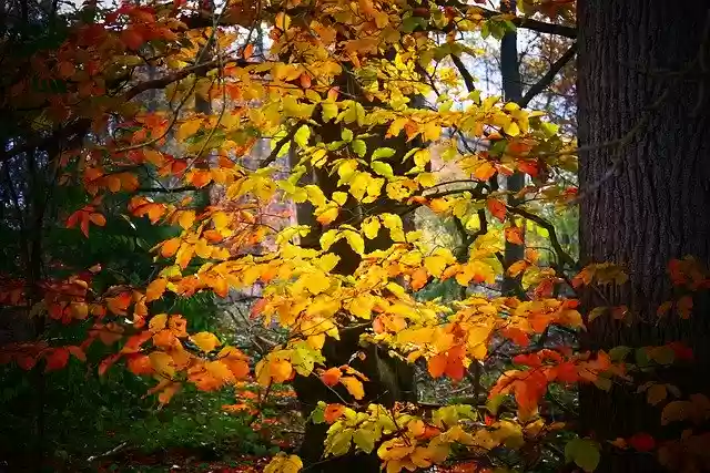 Free download Sheet Leaves Autumn -  free photo template to be edited with GIMP online image editor