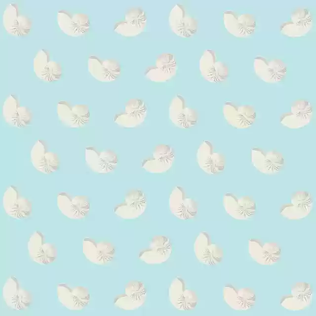 Free download Shell Beach Background -  free illustration to be edited with GIMP free online image editor