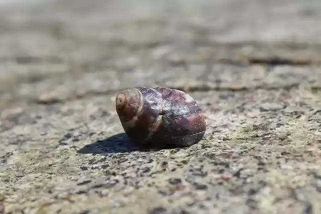 Free download Shell Crab Ocean free photo template to be edited with GIMP online image editor