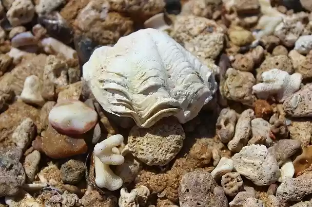 Free download Shell Sea -  free photo or picture to be edited with GIMP online image editor