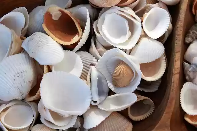 Free download shell shells seashell ocean nature free picture to be edited with GIMP free online image editor