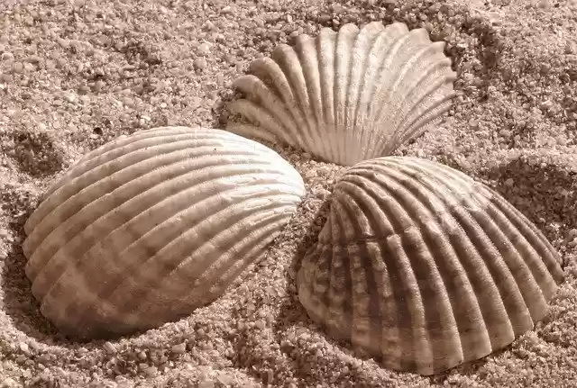 Free download Shells Sand -  free photo or picture to be edited with GIMP online image editor