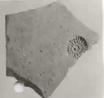 Free download Sherds free photo or picture to be edited with GIMP online image editor