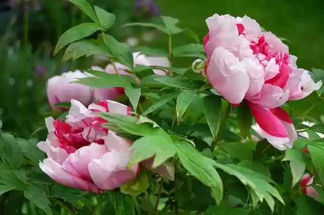 Free download shimanishiki tree peony bi color free picture to be edited with GIMP free online image editor