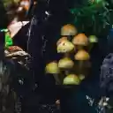Shiny golden baby mushrooms  screen for extension Chrome web store in OffiDocs Chromium