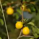 Shiny yellow plum  screen for extension Chrome web store in OffiDocs Chromium