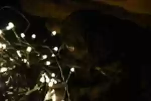 Free download shira free photo or picture to be edited with GIMP online image editor