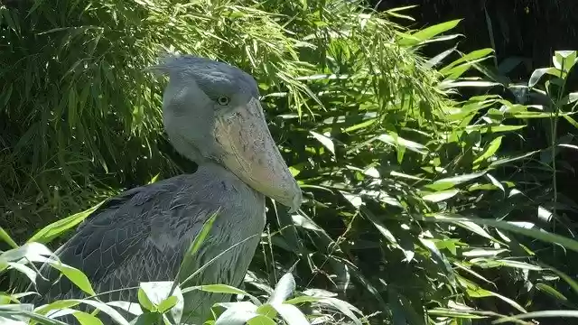 Free download Shoebill Balaeniceps Rex African -  free photo or picture to be edited with GIMP online image editor