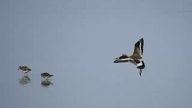 Free download Shore Snipe Migratory Bird -  free free photo or picture to be edited with GIMP online image editor
