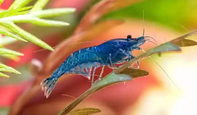 Free download Shrimp Neocaridina Blue Dream -  free free photo or picture to be edited with GIMP online image editor