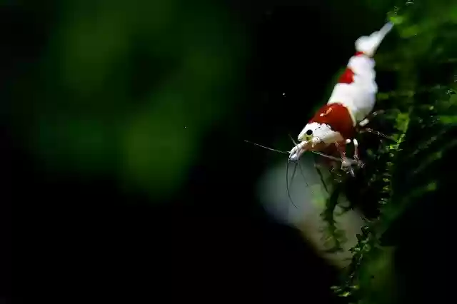 Free download Shrimp Red Ornamental A Pet free photo template to be edited with GIMP online image editor