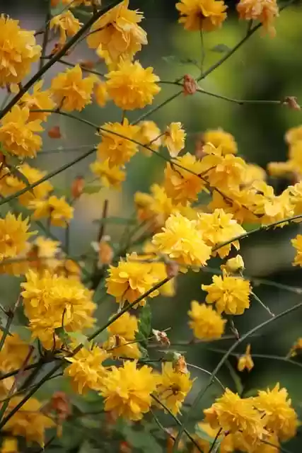 Free download shrub flowers blossoms yellow free picture to be edited with GIMP free online image editor
