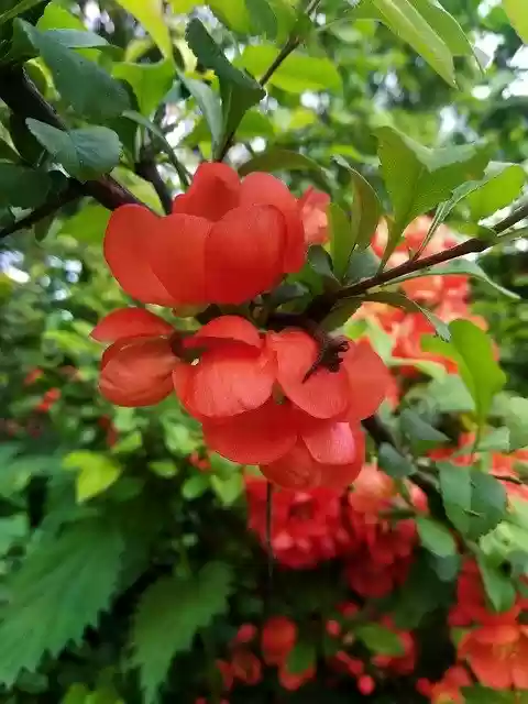 Free download Shrub Flowers Inflorescences -  free photo or picture to be edited with GIMP online image editor