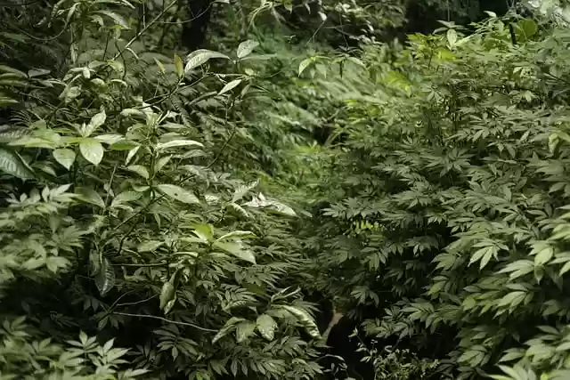 Free download shrubs plant wilderness green free picture to be edited with GIMP free online image editor