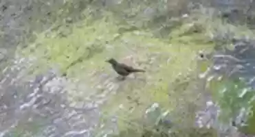 Free download Shryke at Condor Glacier free photo or picture to be edited with GIMP online image editor