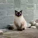 Siamese cat with jade eyes  screen for extension Chrome web store in OffiDocs Chromium