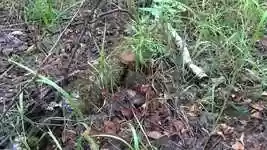 Free download Siberia Forest Mushrooms -  free video to be edited with OpenShot online video editor