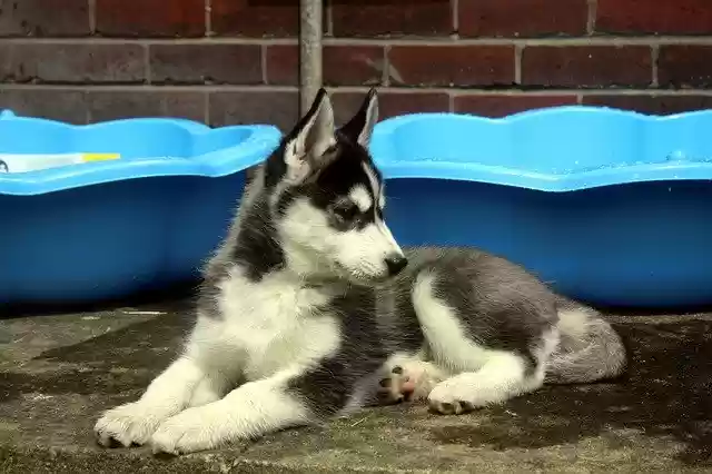 Siberian Husky Dog  screen for extension Chrome web store in OffiDocs Chromium