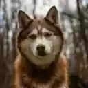 Siberian Husky in the Woods  screen for extension Chrome web store in OffiDocs Chromium