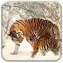 Siberian Tigers  screen for extension Chrome web store in OffiDocs Chromium