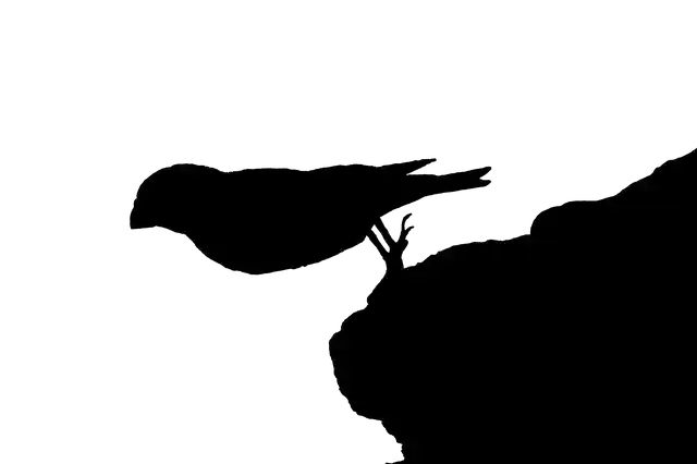 Free download Silhouette Ave Animals -  free illustration to be edited with GIMP free online image editor