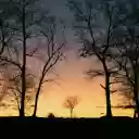 Silhouette of Bare Trees During Sunset  screen for extension Chrome web store in OffiDocs Chromium