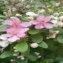 sim flower wallpaper  screen for extension Chrome web store in OffiDocs Chromium