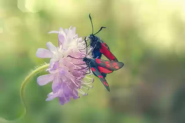 Free download six spot burnet butterfly flower free picture to be edited with GIMP free online image editor