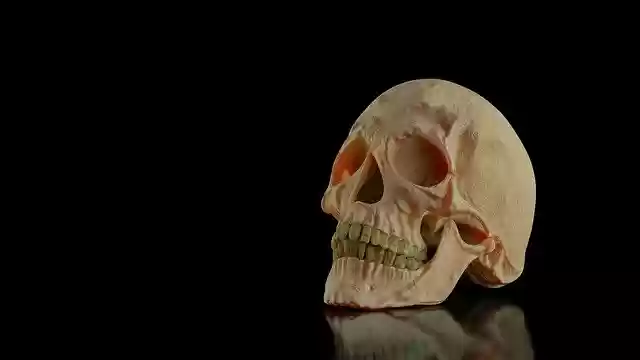 Free download skull head skeleton death dead free picture to be edited with GIMP free online image editor