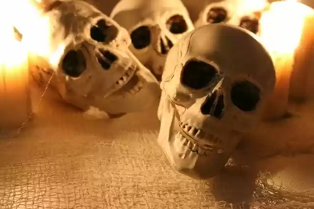 Free download Skull Skulls Spidersweb -  free photo or picture to be edited with GIMP online image editor