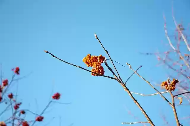 Free download Sky Berries Red -  free photo or picture to be edited with GIMP online image editor
