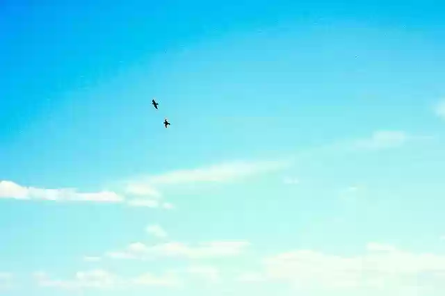 Free download Sky Birds Clouds -  free photo or picture to be edited with GIMP online image editor